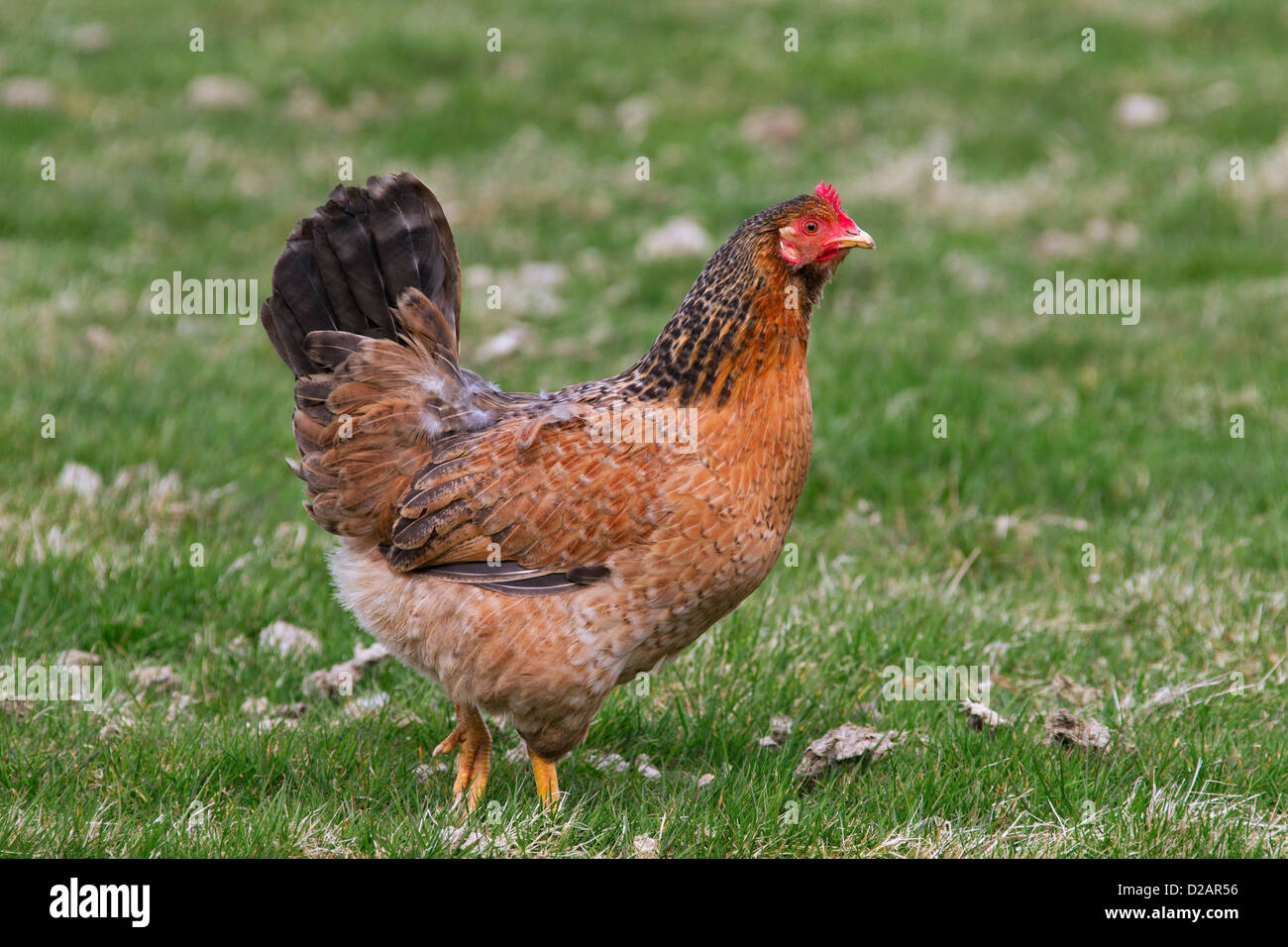 gallus-gallus-domesticus-introduction-bcvwxg
