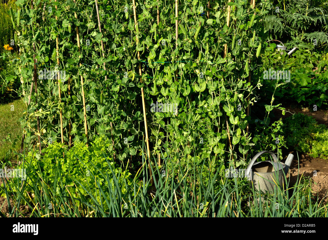 Zuteilung von Erbsen (Pisum Sativum), Sorte: "Telefon À Rames", mit Bambus-Stöcken, im Juni, in A Gemüsegarten. Stockfoto