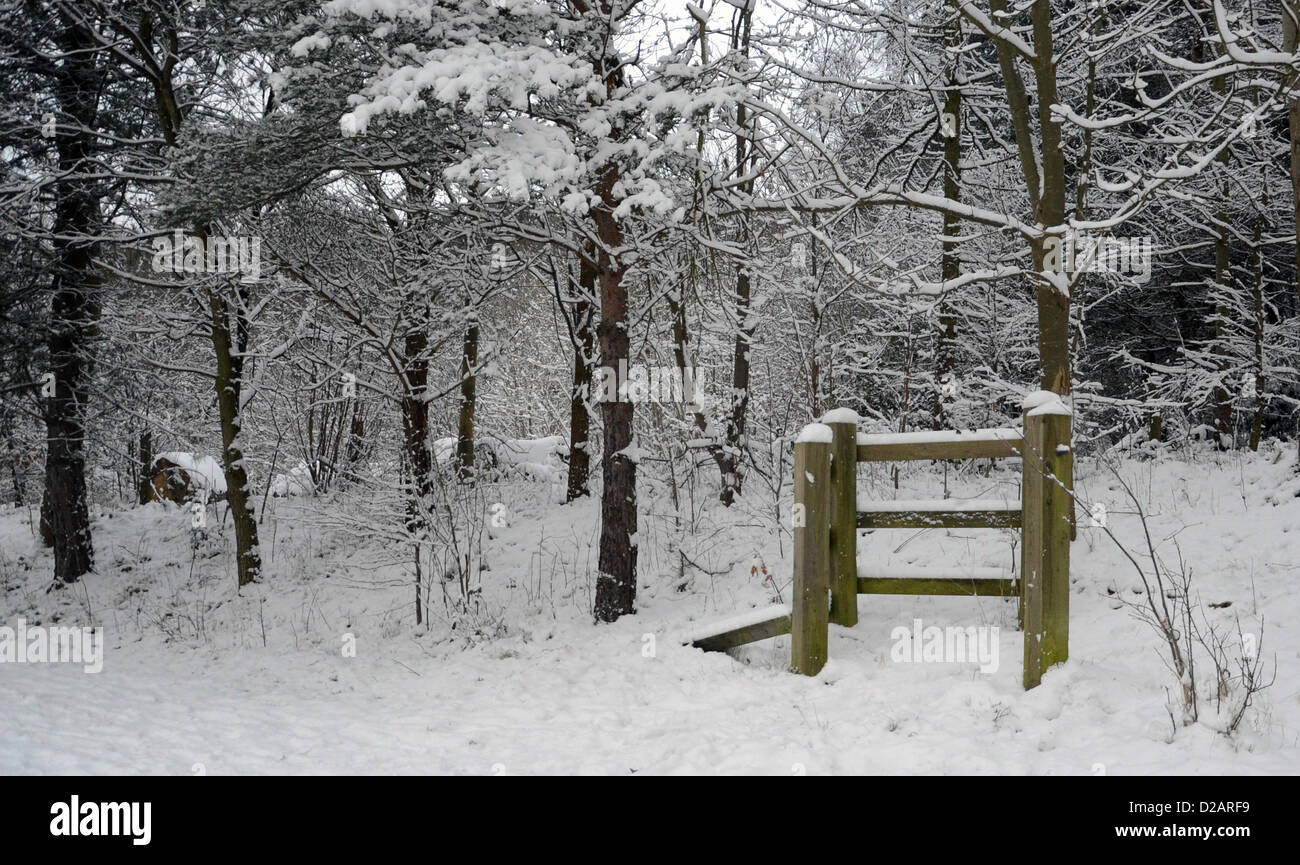 Eine schöne Winterlandschaft auf einer verschneiten Wälder Winter Januartag Stockfoto