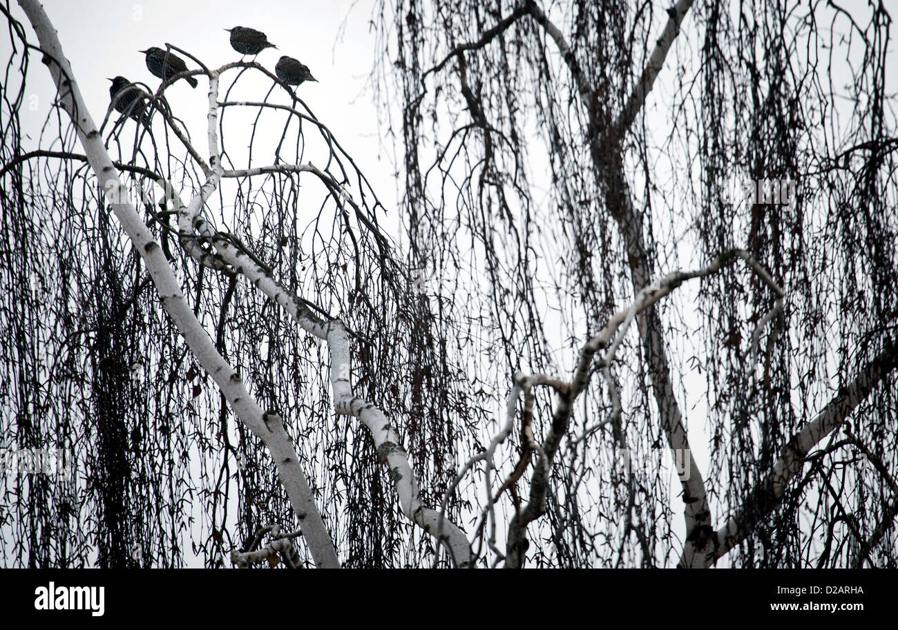 Stare sitzen auf den Zweigen von einer Birke am Bornheimer Hang in Frankfurt Main, Deutschland, 18. Januar 2013. Diese Probe bevorzugt offenbar verbringen den Winter in Deutschland, anders als die meisten ihrer Kollegen, die nach Süden abwanderten. Foto: Frank Rumpenhorst Stockfoto