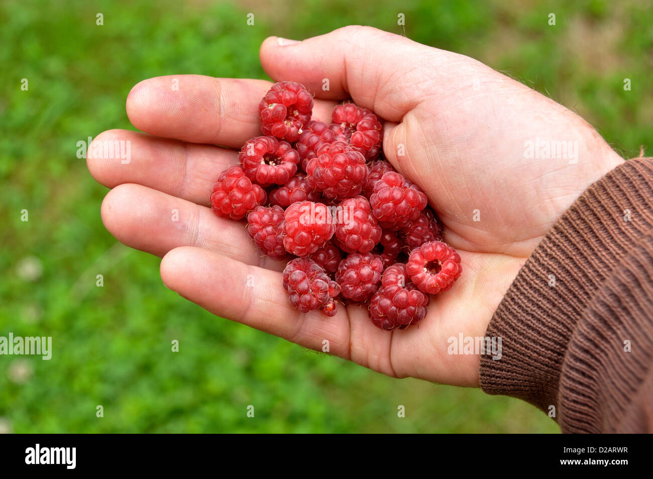 Himbeeren (Rubus Idaeus) aus dem Garten in der Hand des Gärtners. Stockfoto