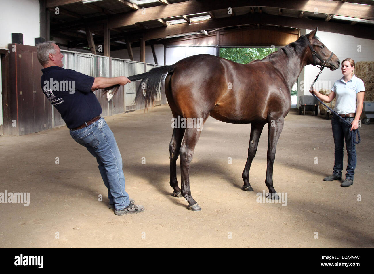 Ascheberg, Deutschland, Pferd Osteopath Michael Stuckenberg behandelt ein Pferd Stockfoto