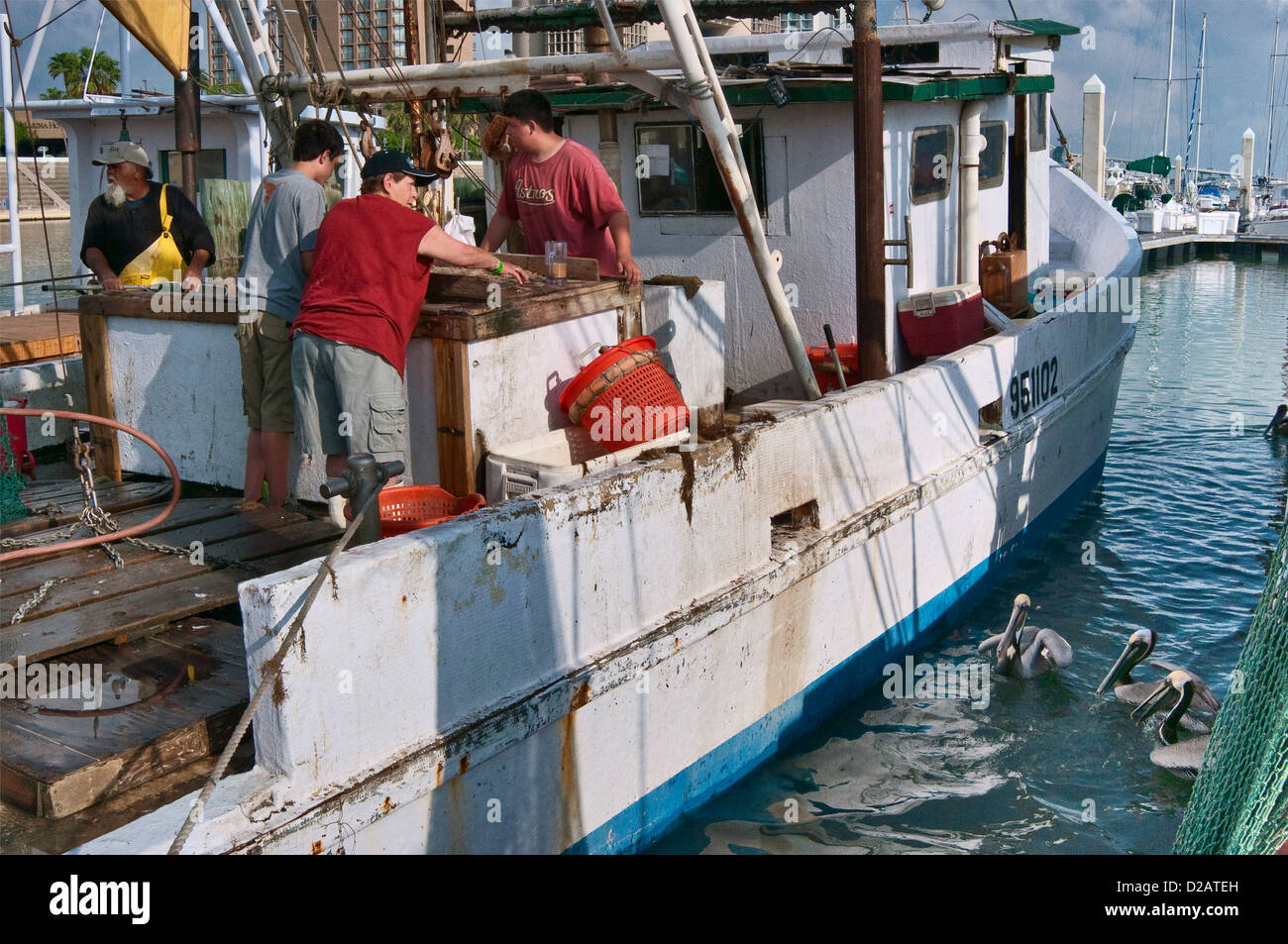Krabbenfischer Reinigung ihrer Morgen fangen auf Garnelen Boot, Pelikane warten auf Fetzen, Fronleichnam, Golfküste, Texas, USA Stockfoto