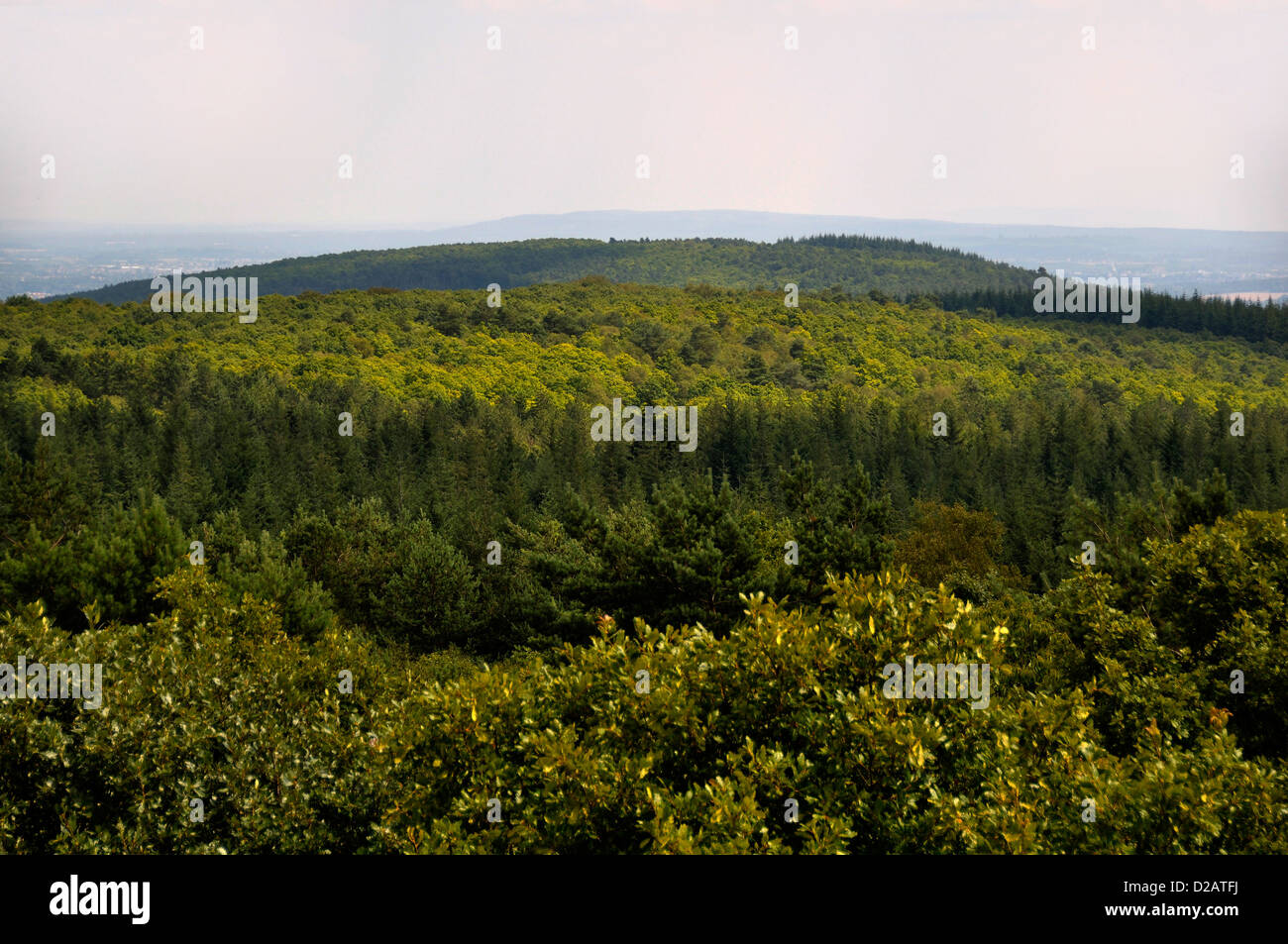 Multonne Wald (Hartholz und Weichholz), im Juli, Punkt Vue von Mont des Avaloirs (Mayenne, Frankreich). Stockfoto