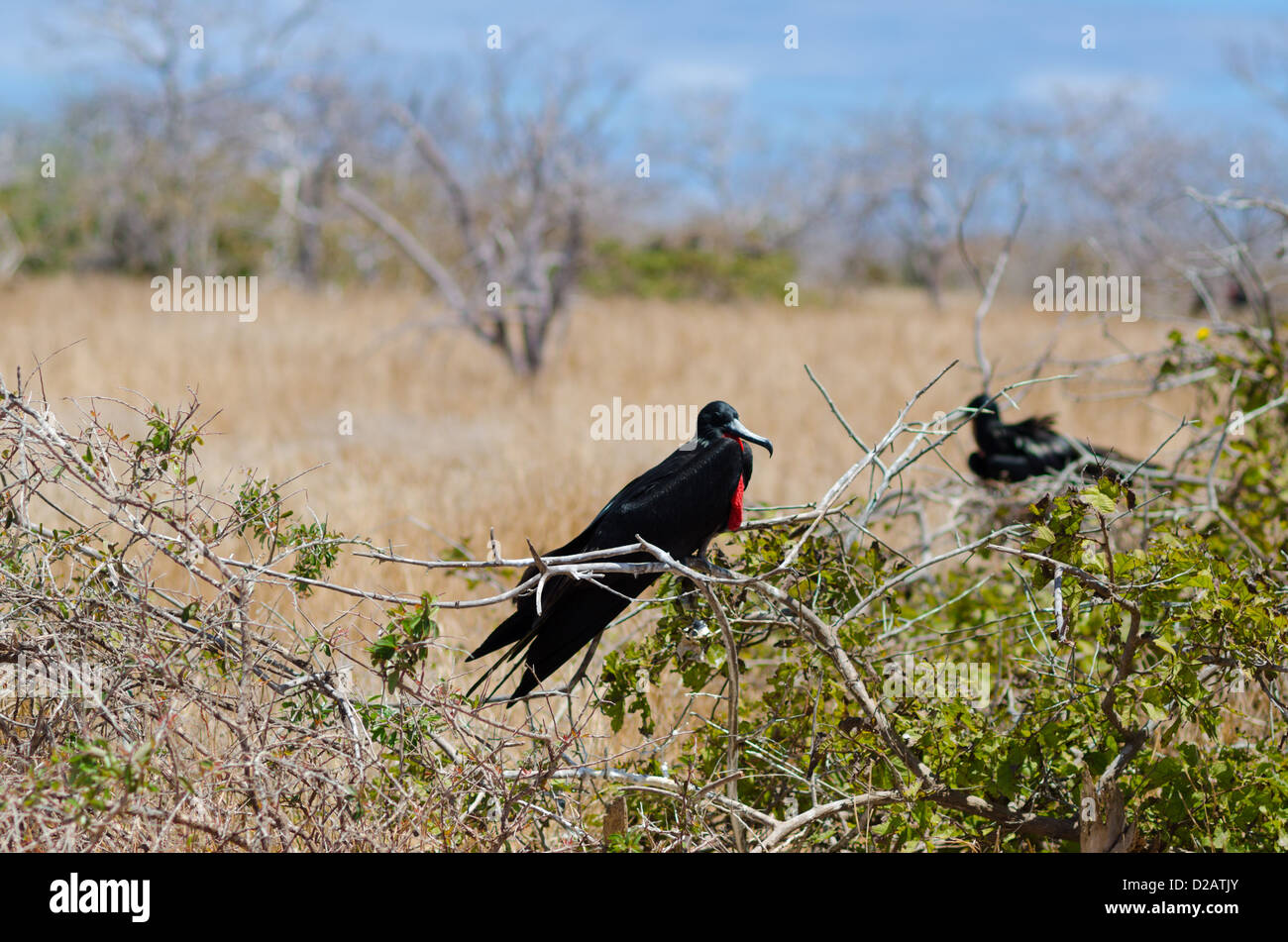 Magnificient Fregattvogels, Nord Seymor, Galapagos-Inseln Stockfoto