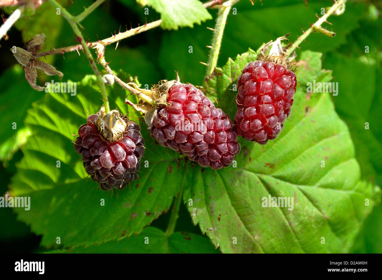 Tayberry (Rubus X loganobaccus): Hybrid, eine Kreuzung zwischen Brombeere (Rubus Fructicosus) und Himbeere (Rubus Idaeus). Stockfoto