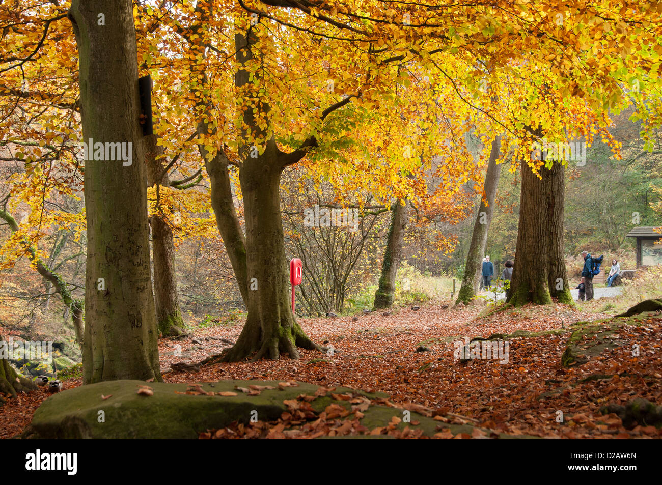 Leute genießen reichen Herbst Farben auf Bäume & Familie einen erholsamen Spaziergang am Tag in Strid Holz - Bolton Abbey Estate, Yorkshire Dales, England, UK. Stockfoto