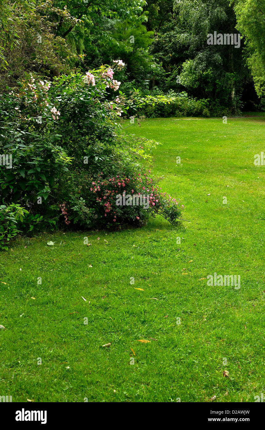 Eine Wiese in einem Park, umgeben von Sträuchern und Bäumen, im Juni. Stockfoto