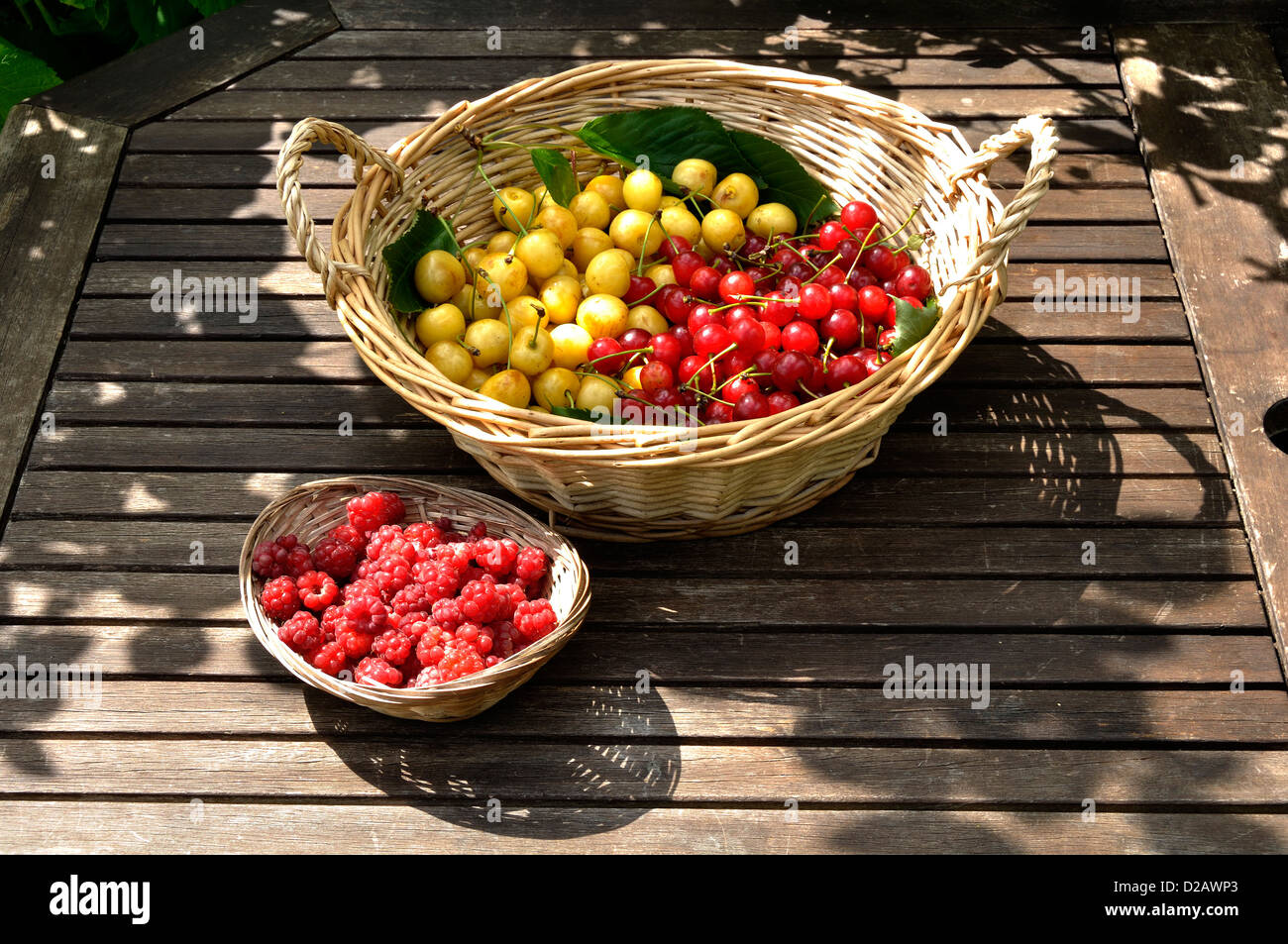 Ernte von Himbeeren (Rubus Idaeus) und Kirschen (Prunus Avium und Prunus Cerasus) im Garten, im Juni. Stockfoto