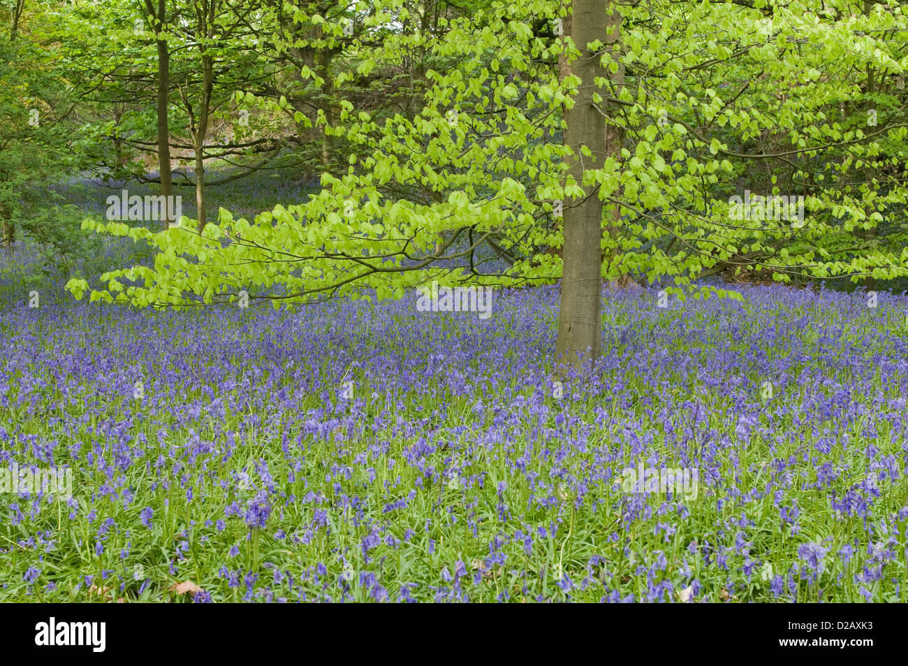 Blühenden Glockenblumen schaffen einen schönen bunten blauen Teppich unter den Bäumen im Frühling - Middleton Woods, Ilkley, West Yorkshire, England, UK. Stockfoto