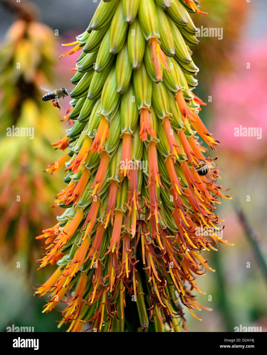 Summen Bienen Pollen von orange Agave Blumen sammeln. Stockfoto