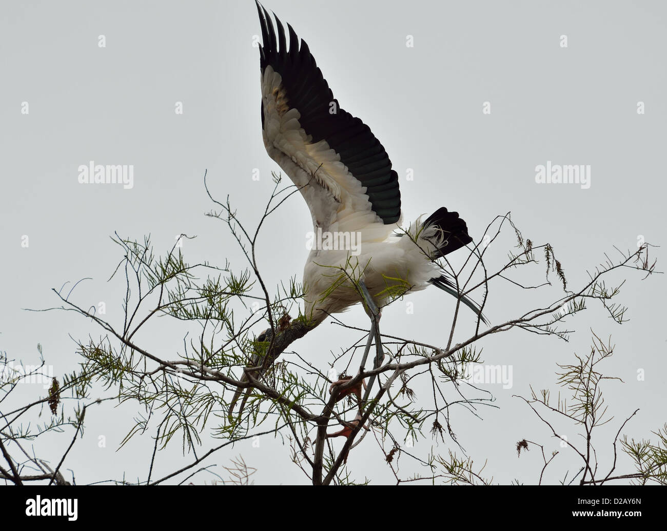 Ein Holz-Storch versucht, auf der Spitze eines Baumes zu landen. Big Cypress National Preserve, Florida, USA. Stockfoto