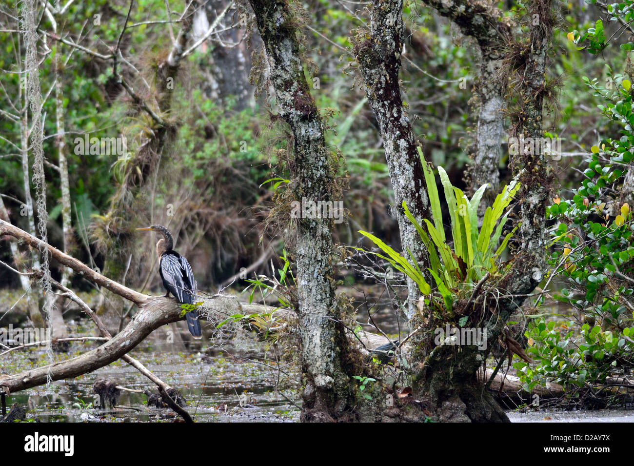 Ein Anhinga in seinem natürlichen Lebensraum. Big Cypress National Preserve, Florida, USA. Stockfoto