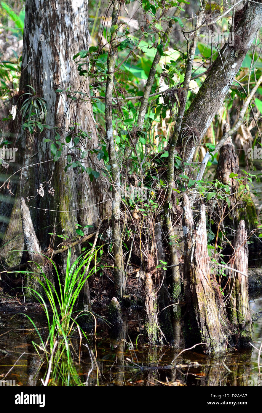 Knie kahle Zypresse. Big Cypress National Preserve, Florida, USA. Stockfoto