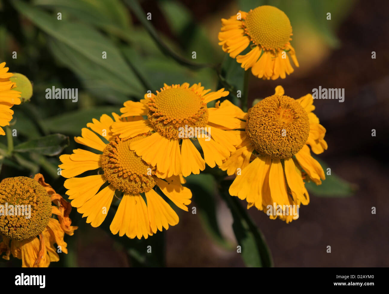 Bigelows Sneezeweed, Bigelows Sneezeweed, Sneezeweed, Helenium Bigelovii, Asteraceae. Oregon, Kalifornien, USA, Nordamerika. Stockfoto