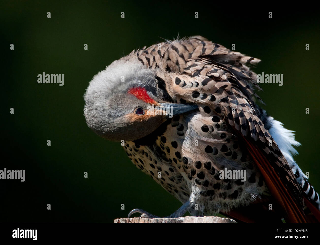 Nördlichen Flicker (Colaptes Auratus) Specht putzen auf Toten Baumstumpf in Nanaimo. BC, Vancouver Island, Kanada im Mai Stockfoto