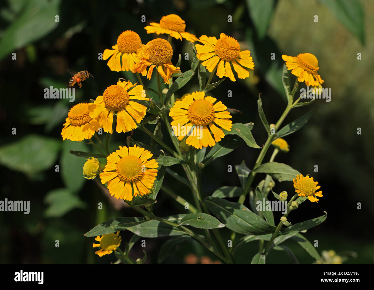Bigelows Sneezeweed, Bigelows Sneezeweed, Sneezeweed, Helenium Bigelovii, Asteraceae. Oregon, Kalifornien, USA, Nordamerika. Stockfoto