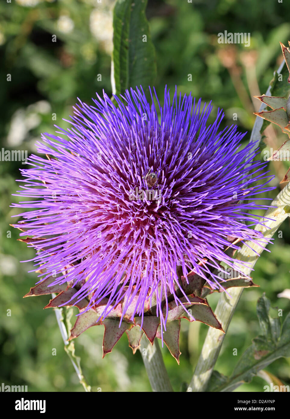 Karde, Cynara Cardunculus, Asteraceae, Europa und Westasien. Stockfoto