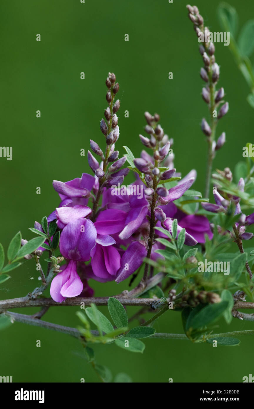 Blüten der Pflanze Indigofera gerardiana Stockfoto