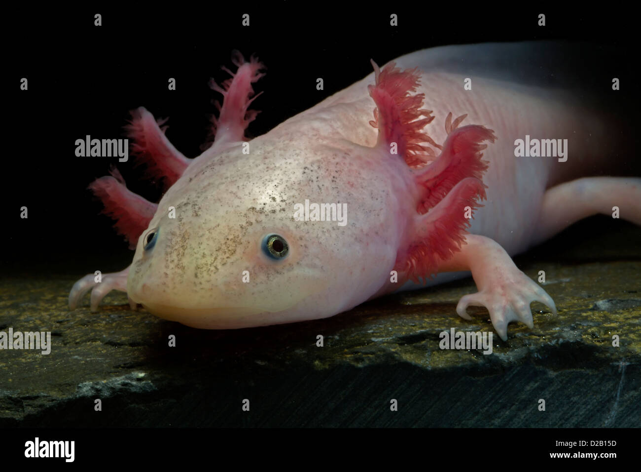 Axolotl Stockfotos & Axolotl Bilder - Alamy