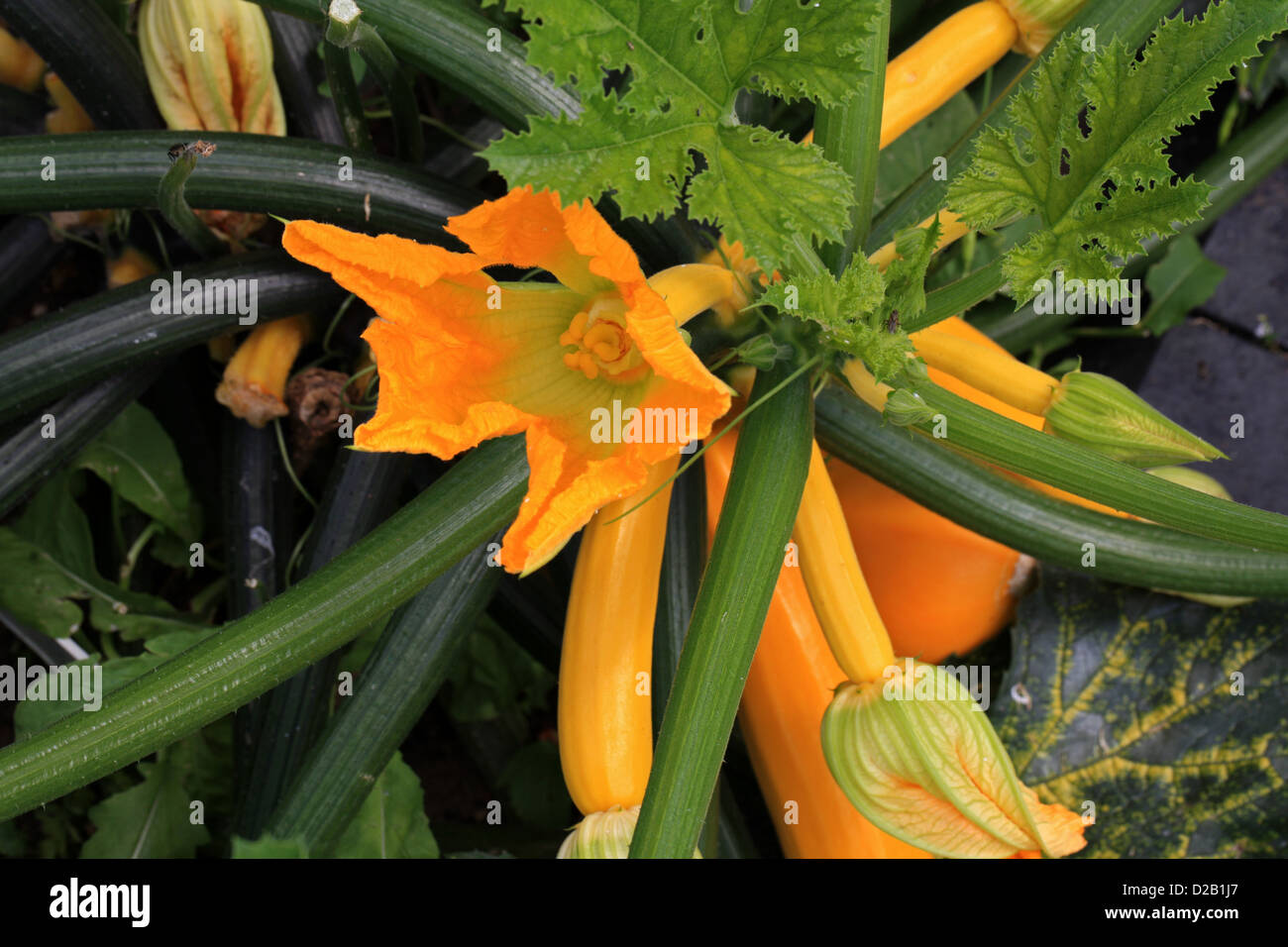 Goldene Zucchini, gelber Kürbis, Zucchini, Knochenmark, Cucurbita Pepo ...