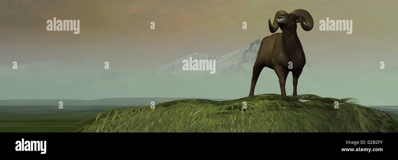 Ein Prachtexemplar von Big Horn Sheep männlich schnuppert die Luft auf einem Berg. Stockfoto