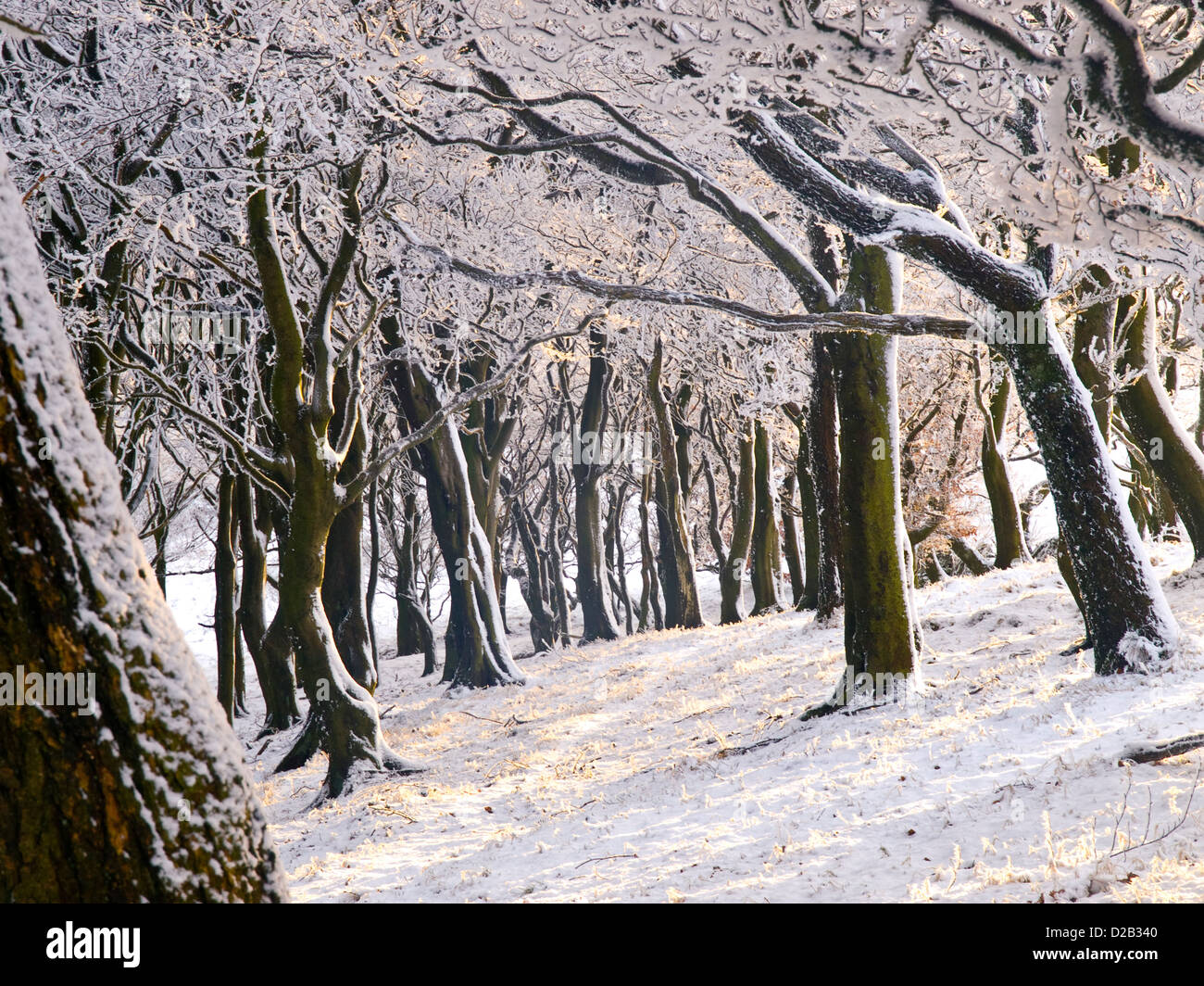 der Winter verwandelt einen Peak District-Wald Stockfoto