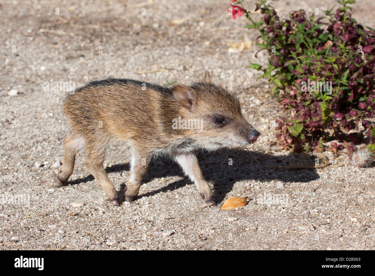 Halsband Peccary Tayassu Tajacu Tucson, Pima County, Arizona, USA 5 Dezember eine Woche alten Baby. Dicotylidae Stockfoto