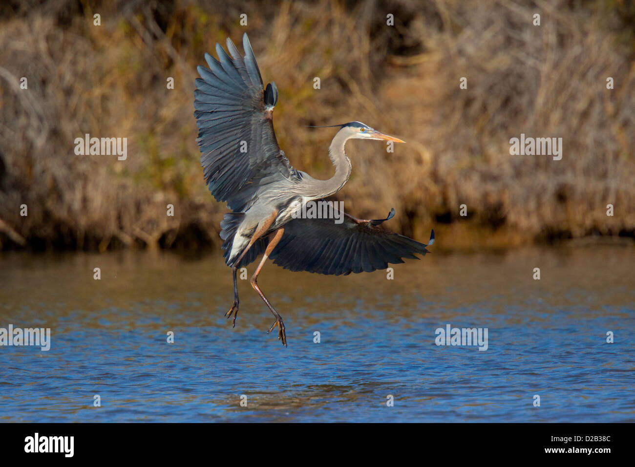 Great Blue Heron Ardea Herodias Gilbert Wasser Ranch, Gilbert, Pinal County, Arizona, Vereinigte Staaten 15 Januar Erwachsenen Landung. Stockfoto