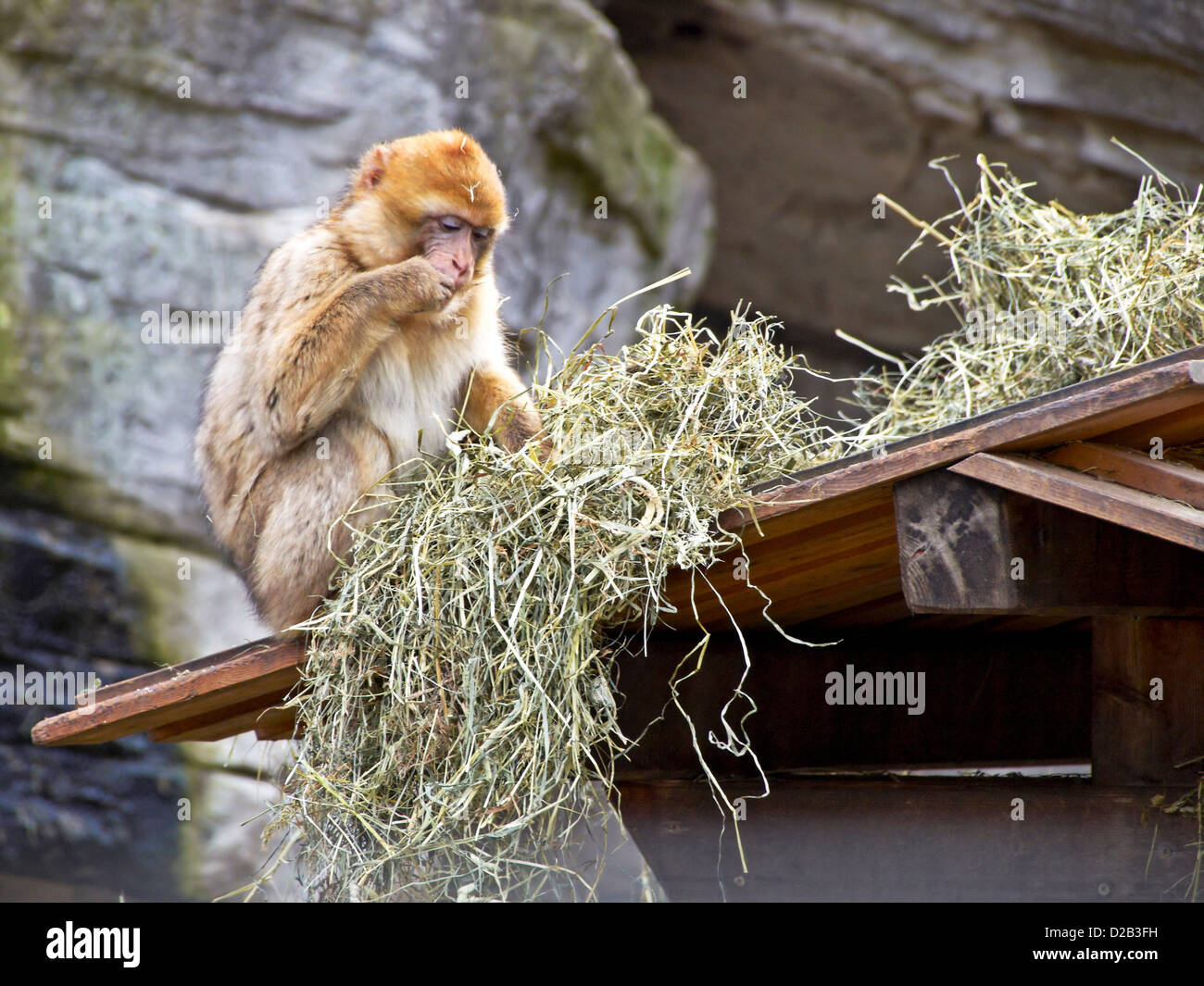 -Schönbrunner Tiergarten-Wien (Österreich). Stockfoto