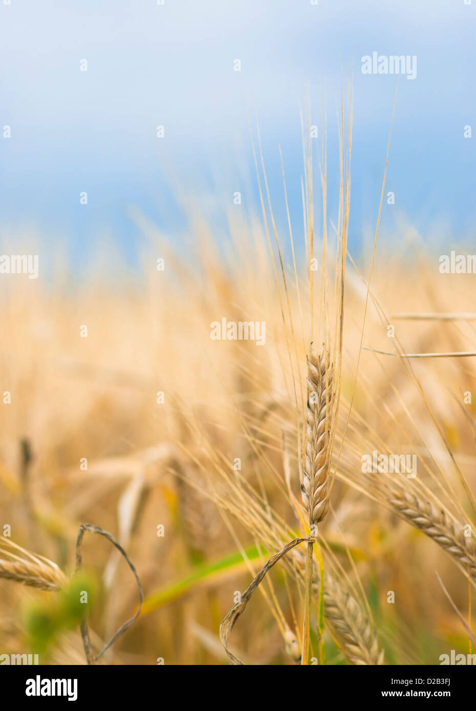 Bunte Nahaufnahme Reife Gerste Ohr an trüben Herbsttag. Stockfoto