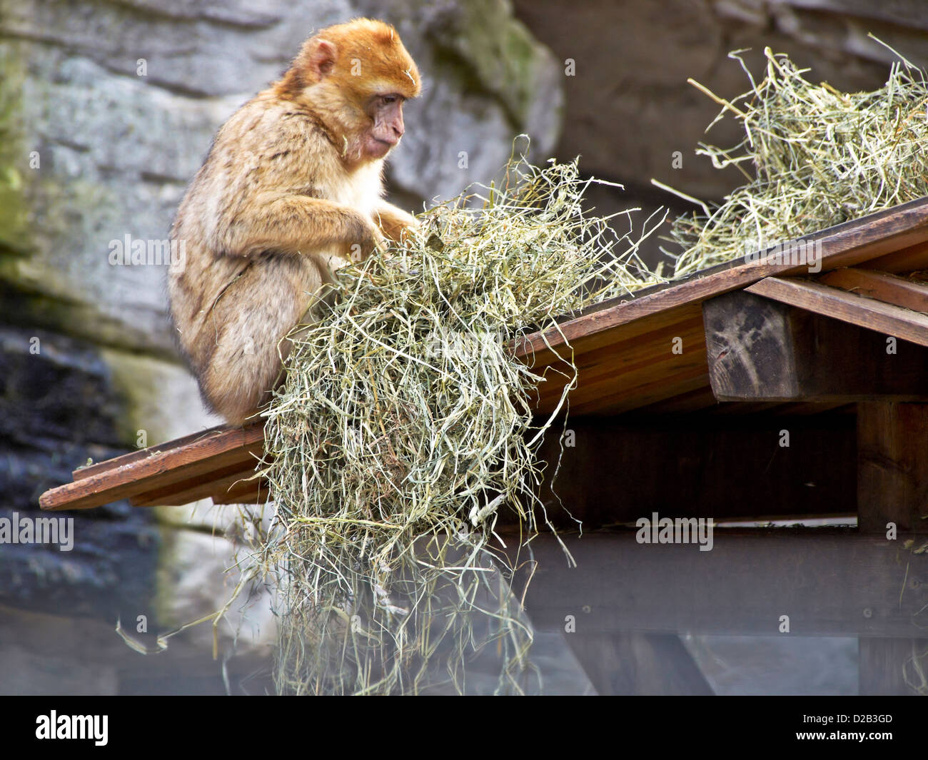 -Schönbrunner Tiergarten-Wien (Österreich). Stockfoto