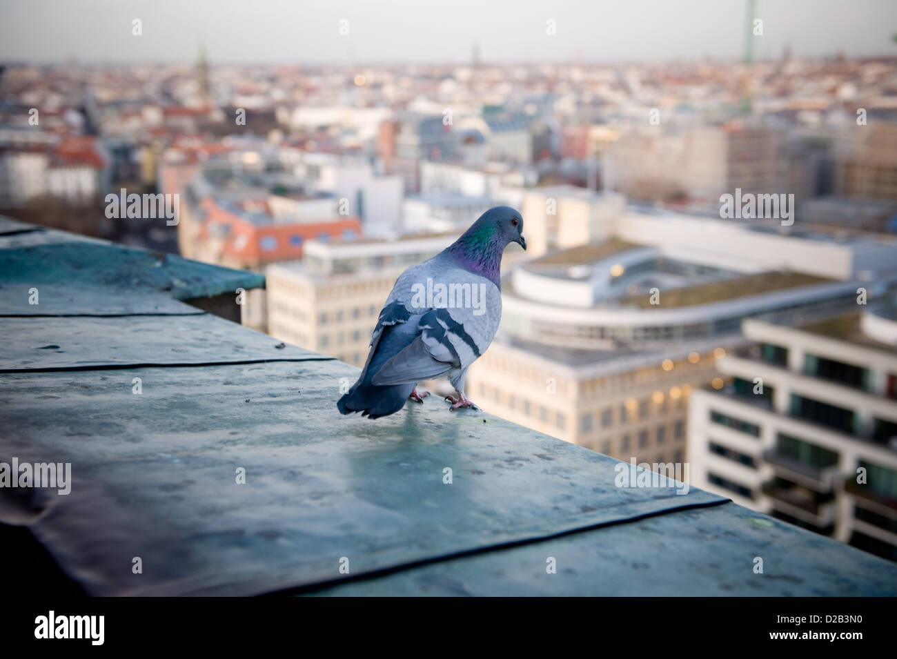 Berlin, Deutschland, eine Taube auf dem Dach mit Blick auf Berlin Stockfoto