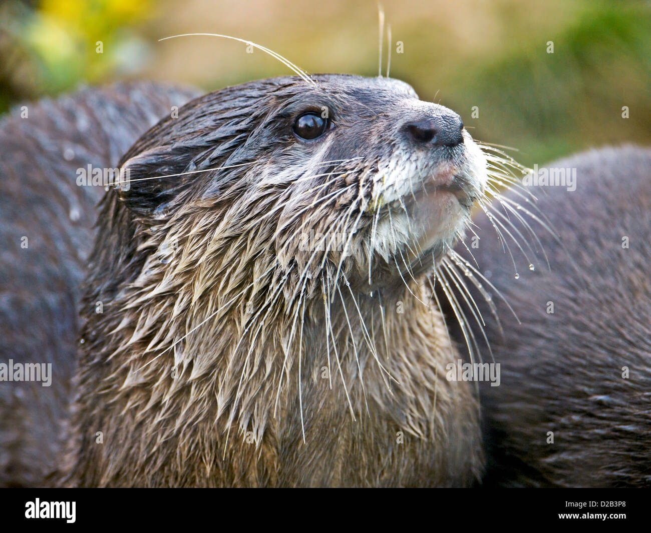-Schönbrunner Tiergarten-Wien (Österreich). Stockfoto