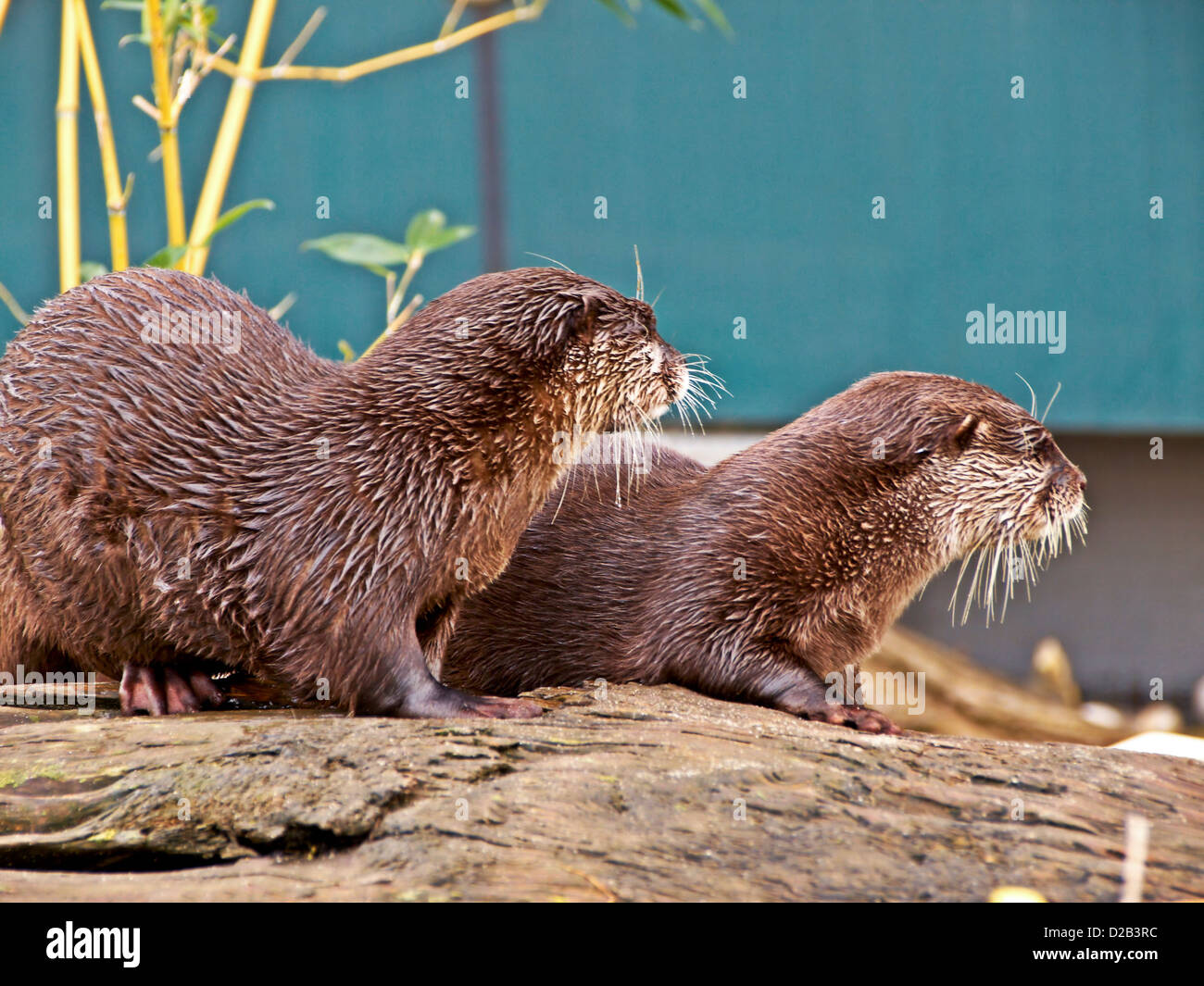 -Schönbrunner Tiergarten-Wien (Österreich). Stockfoto
