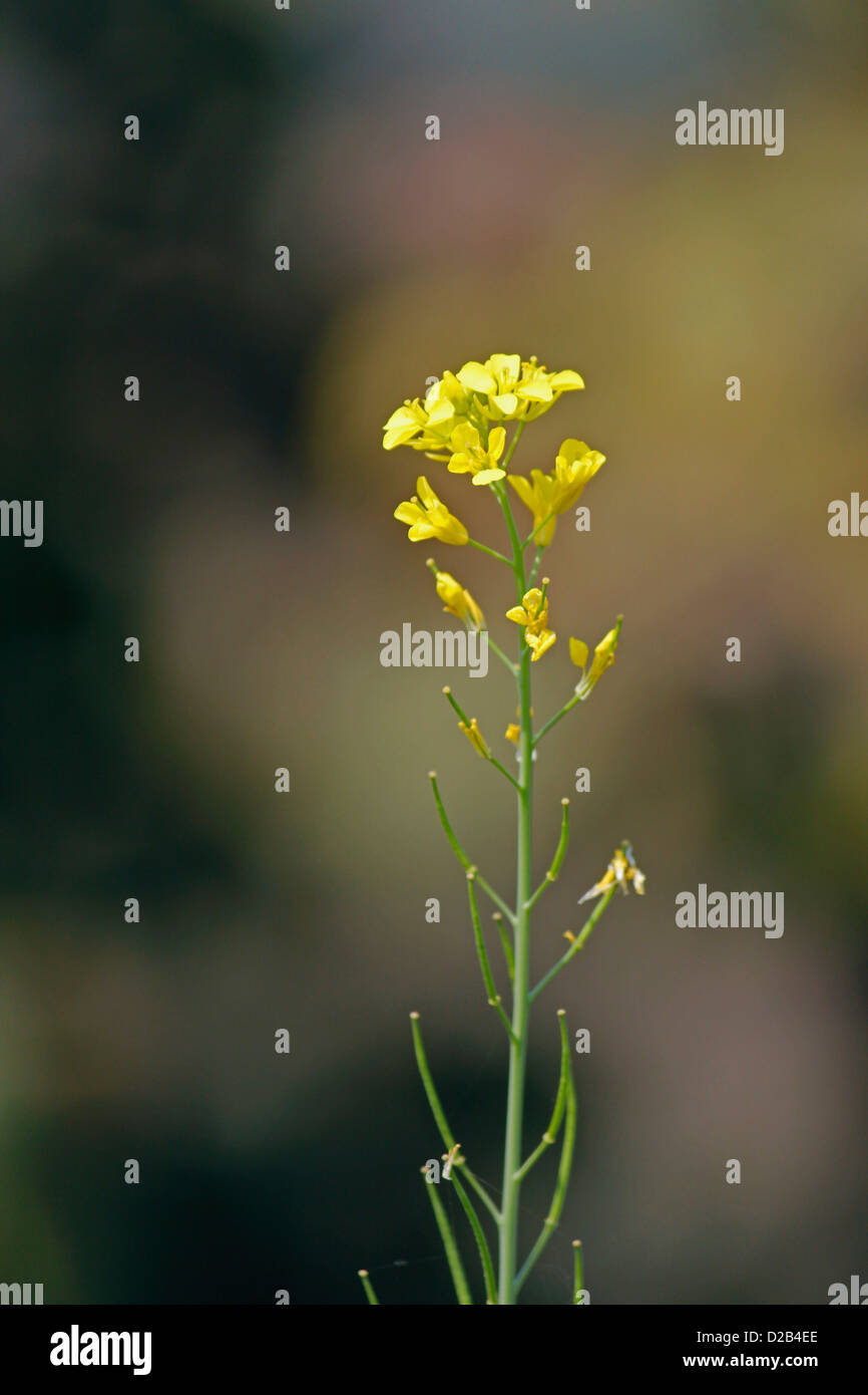 Pflanze Brassica Nigra, schwarzer Senf mit Blüten und Schoten, Maharashtra, Indien Stockfoto
