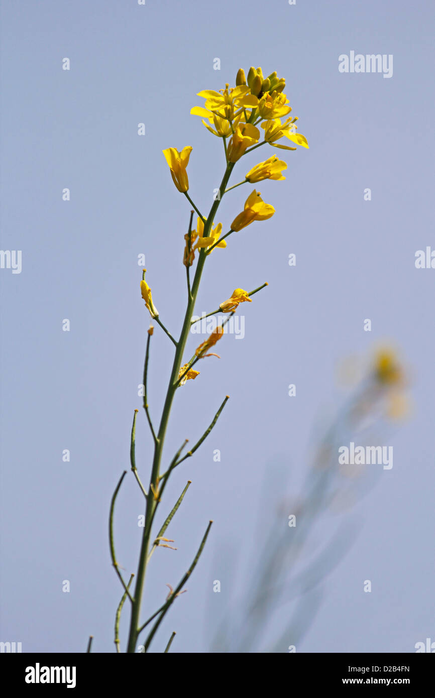 Pflanze Brassica Nigra, schwarzer Senf mit Blüten und Schoten, Maharashtra, Indien Stockfoto