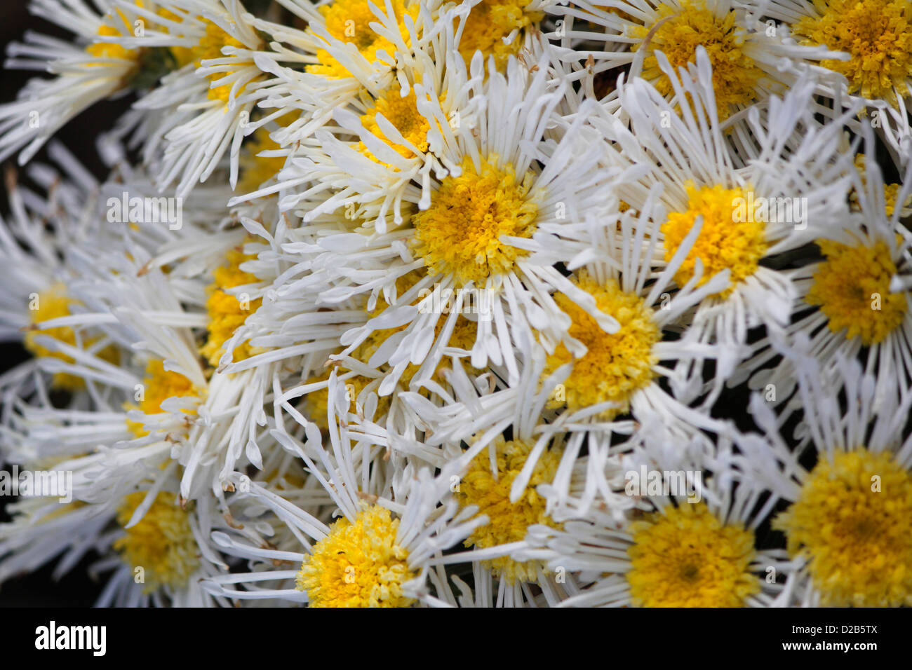 Dendranthema X Grandiflorum, Chrysantheme Morifolium Illusion, Blumengeschäft Chrysantheme, quilled Daisy Mama Stockfoto