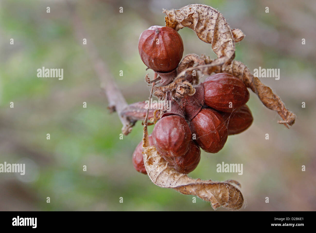 Früchte von Cordia sinensis Stockfoto