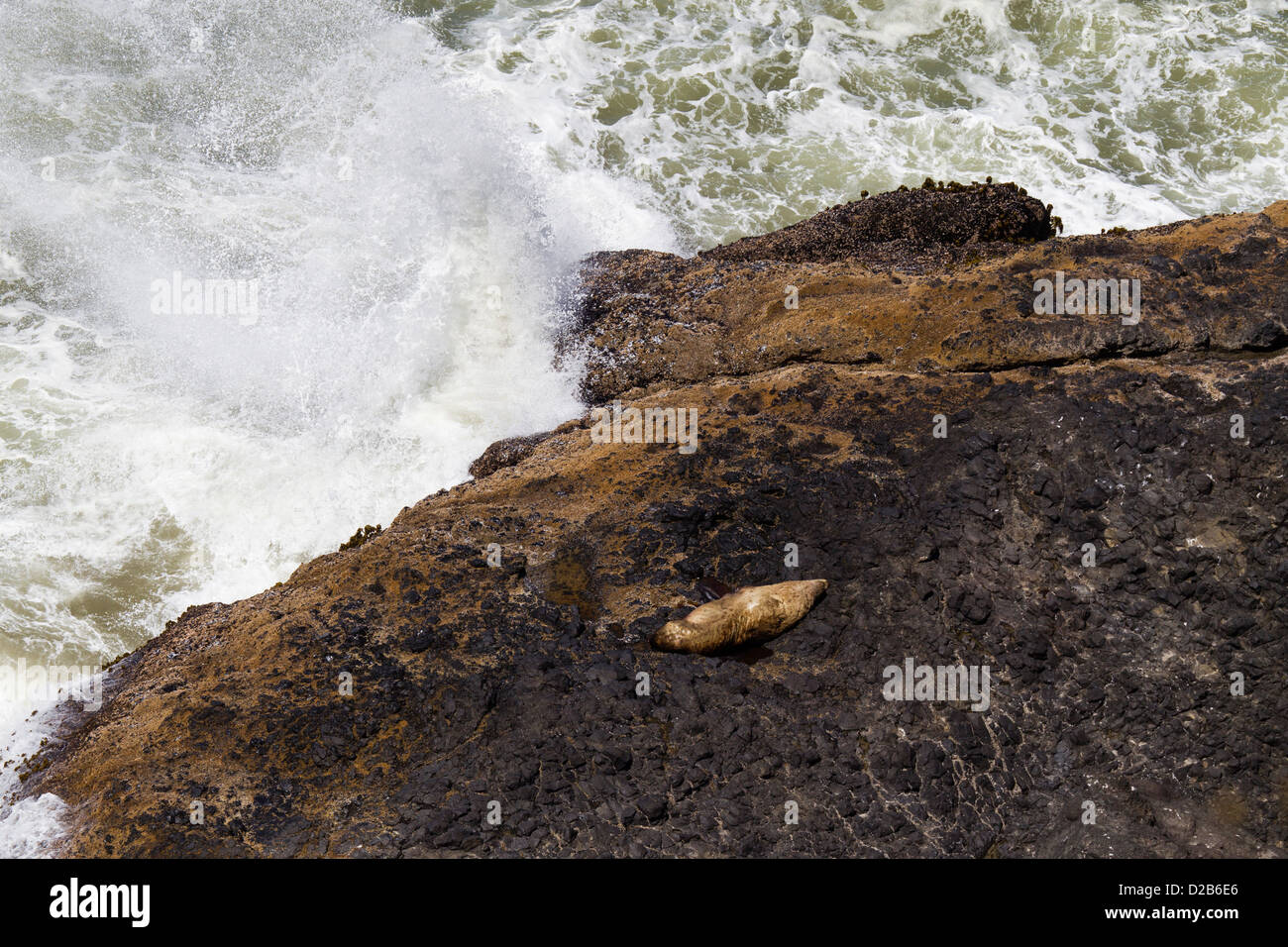 Verwundeten Seelöwen auf den Felsen, Heceta Head Lighthouse Sicht, Oregon Stockfoto