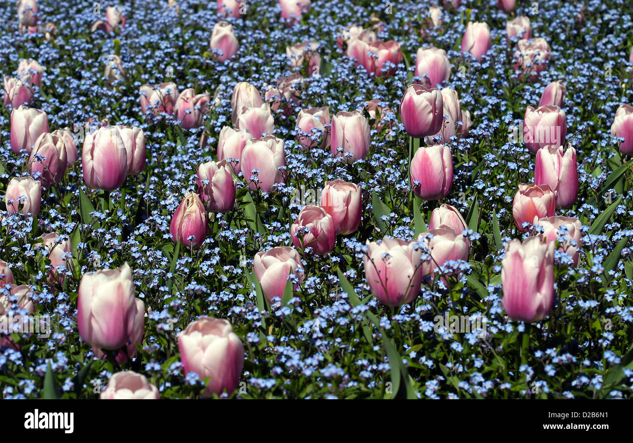 Ein Bett aus rosa und weißen Tulpen in Vergissmeinnicht. Stockfoto