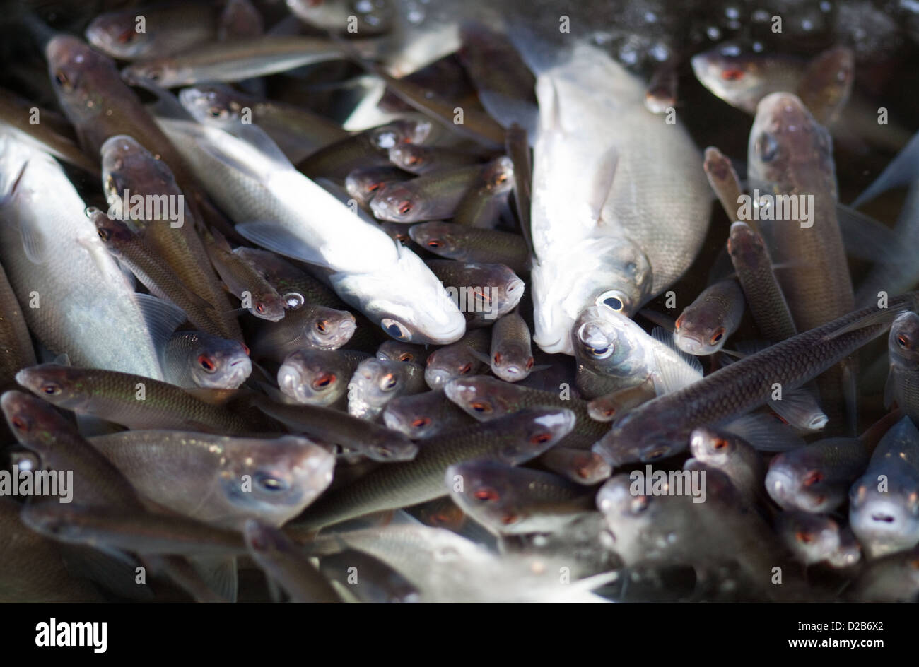 Berlin, Deutschland, Tote und halb tot Fische unterhalb der Oberfläche der zuvor fixierten Lietzensee Stockfoto