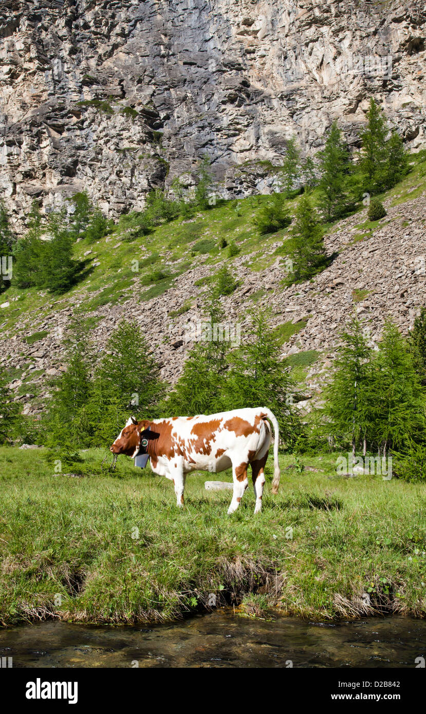 Italienische Kühe an einem sonnigen Tag in der Nähe von Susa, Piemont, Italienische Alpen Stockfoto