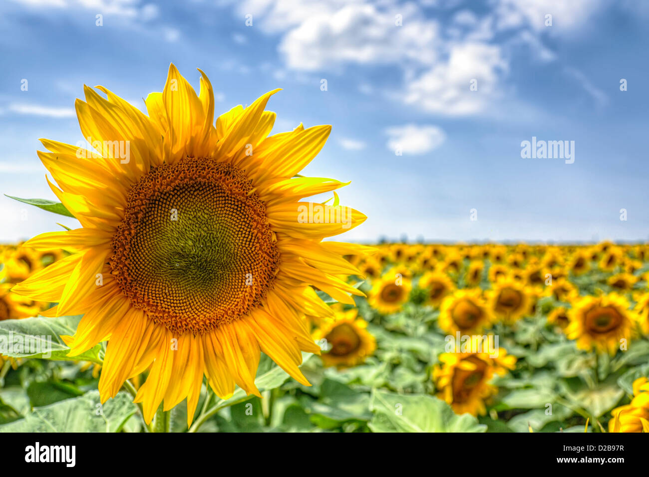 Einzelne Sonnenblume stand groß gegen ein Meer von Sonnenblumen Stockfoto