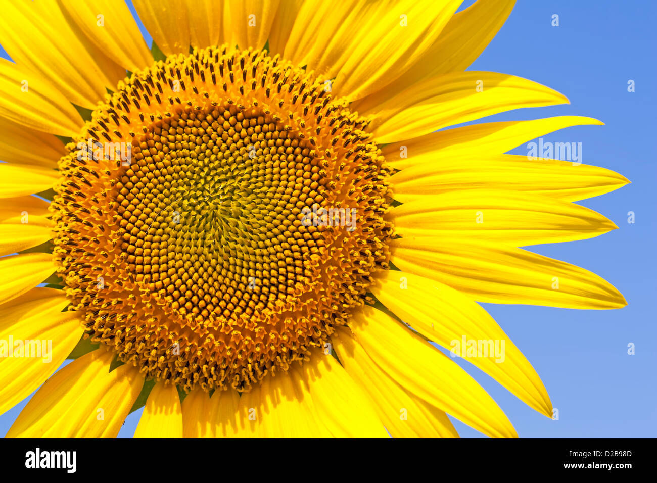Einzelne Sonnenblume in Nahaufnahme Stockfoto