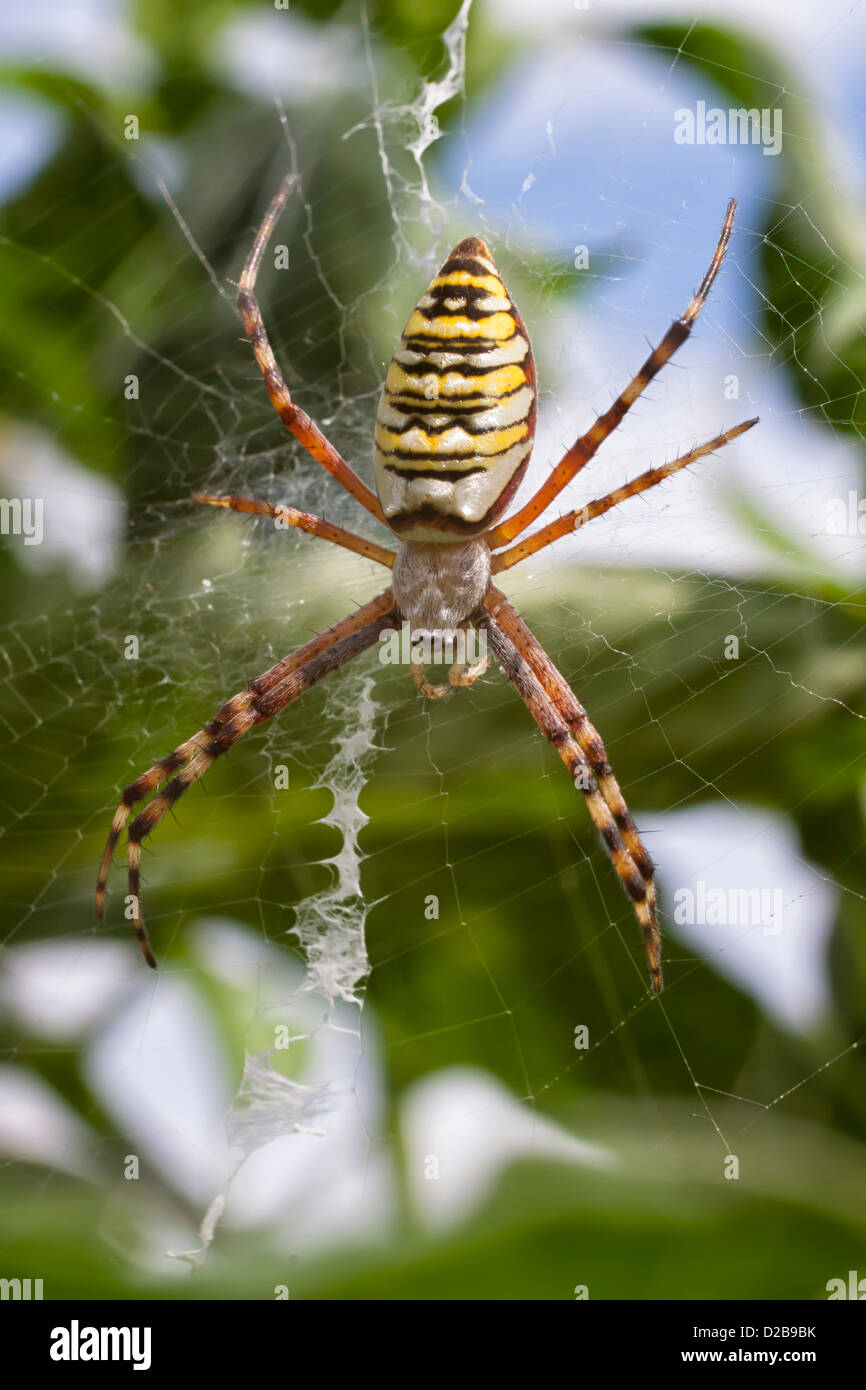 Weibliche Wasp Spider oder Argiope Bruennichi sitzen auf ihrem Netz Stockfoto