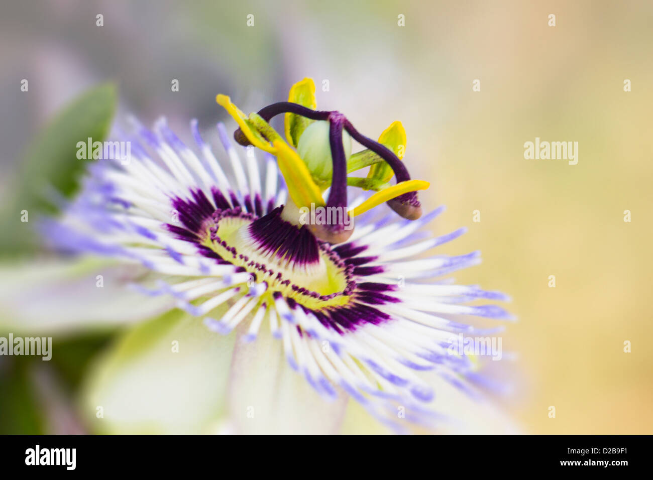 Passionsblume Stockfoto