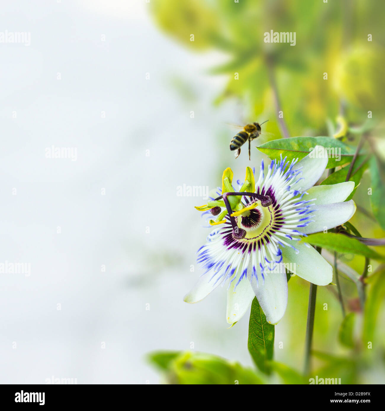 Passionsblume Stockfoto