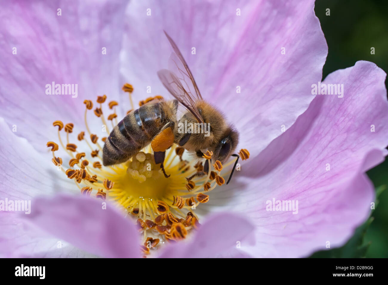 Wespe, sammeln von Pollen aus einer Wildrose Stockfoto