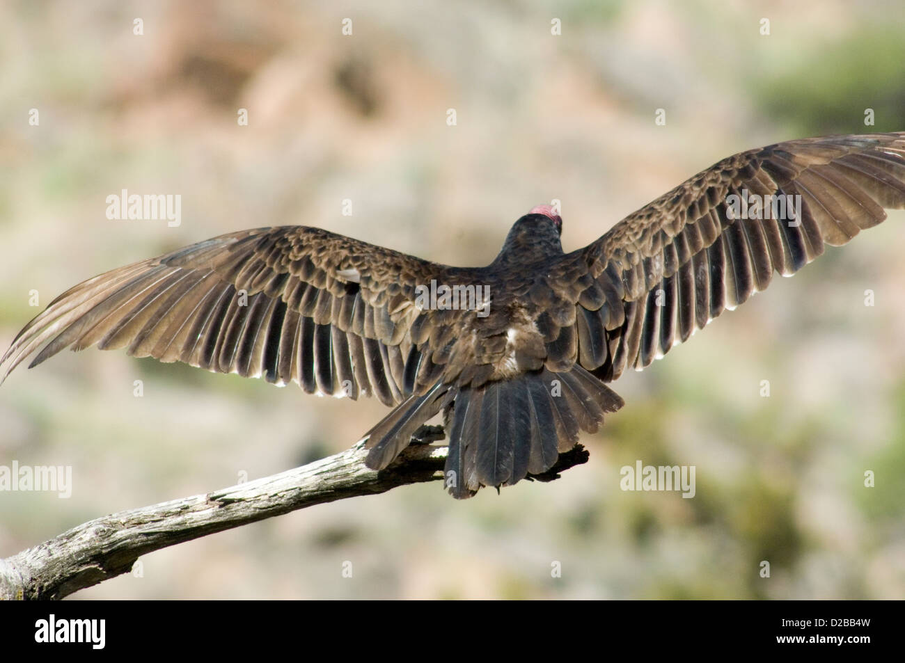 Türkei Geier, Cathartes Aura. AAS-Feeder, Segelfliegen oder Schlafplatz In Gruppen oft zu sehen. New-Mexico Stockfoto